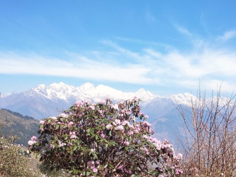 Rhododendron Forest Nepal: Top Things to Know