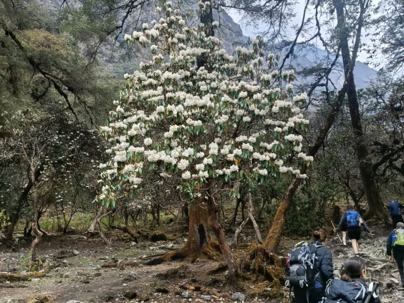 Rhododendron Forest Nepal: Top Things to Know