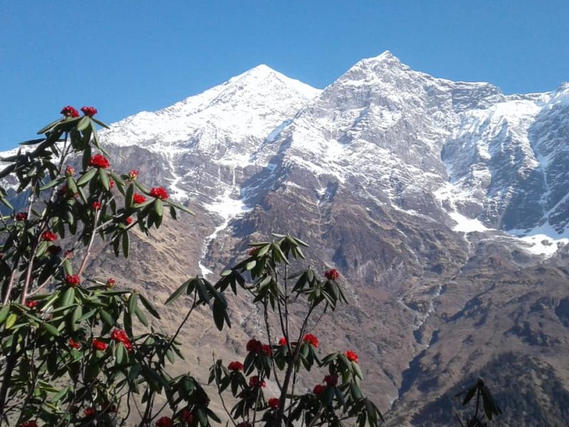 Rhododendron Forest Nepal: Top Things to Know