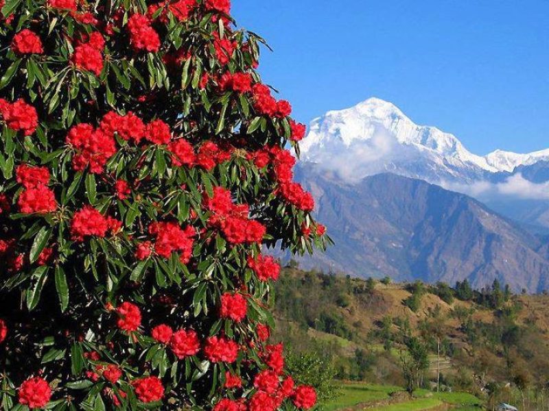 Rhododendron Forest Nepal: Top Things to Know