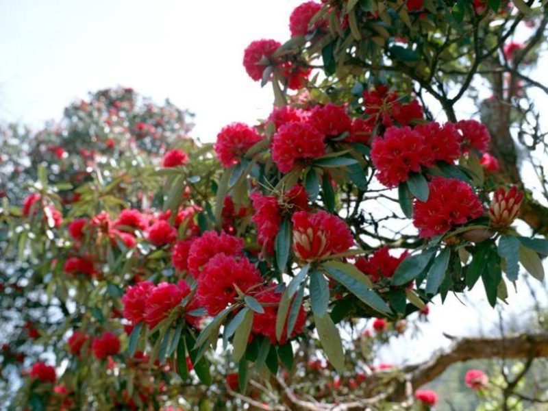 Rhododendron Forest Nepal: Top Things to Know