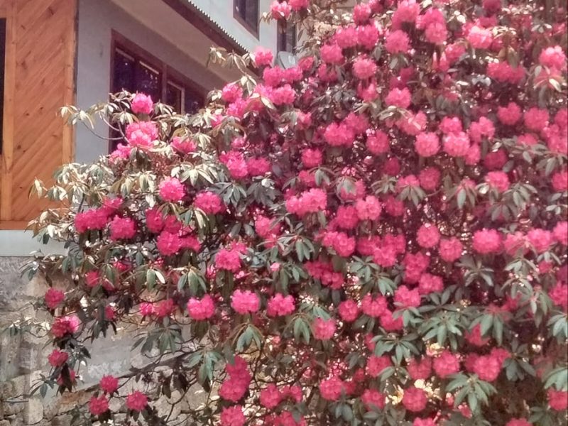 Rhododendron Forest Nepal: Top Things to Know