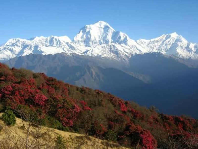 Rhododendron Forest Nepal: Top Things to Know
