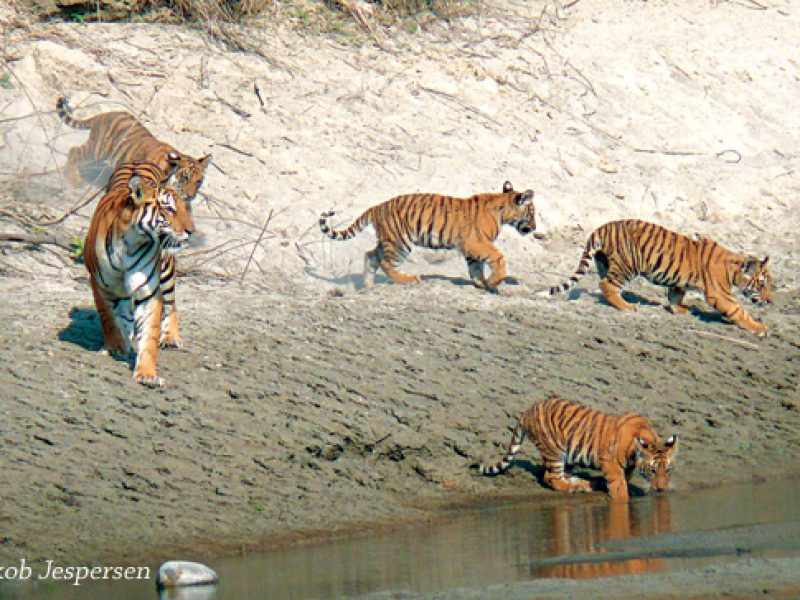 Visit Bardiya National Park, A Lifetime Experience