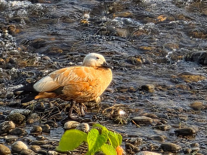 Nearby Attractions and Activities