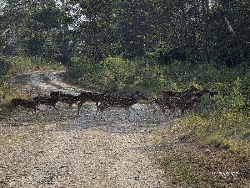 History and Establishment of Bardiya National Park