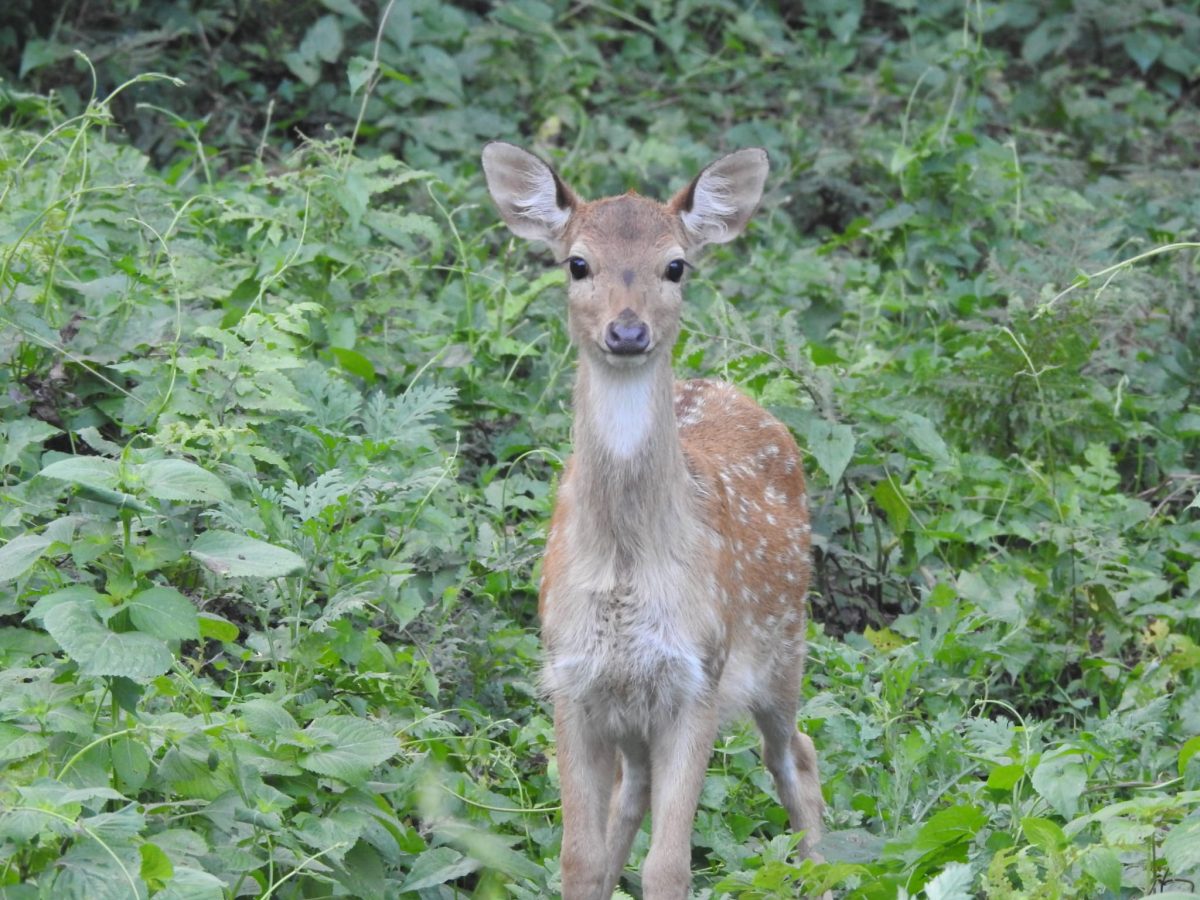 Chitwan safari