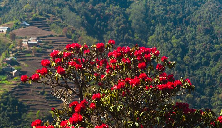 Rhododendron Forest Nepal: Top Things to Know