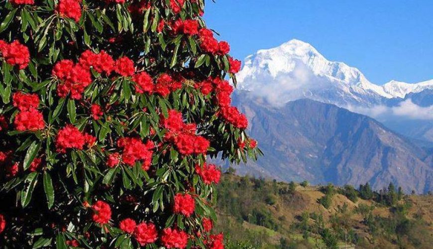 Rhododendron Forest Nepal: Top Things to Know