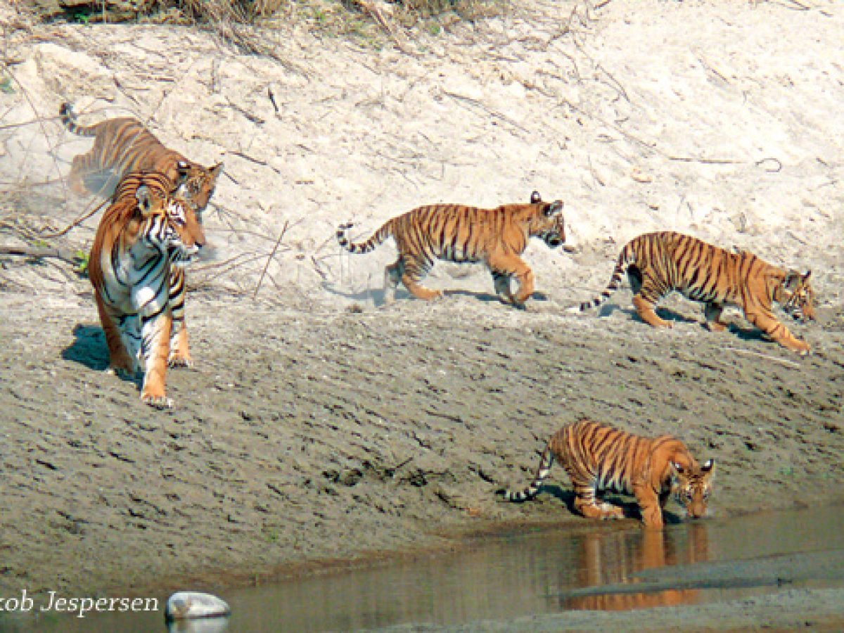Visit Bardiya National Park, A Lifetime Experience