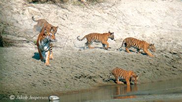 Visit Bardiya National Park, A Lifetime Experience