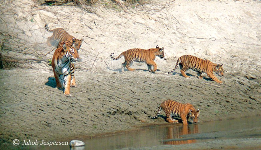 Visit Bardiya National Park, A Lifetime Experience